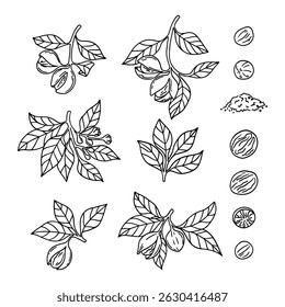 Conjunto de nueces de nuez. Bosquejo de ramas con hojas. Tuerca en cáscara. Ilustración vectorial	
