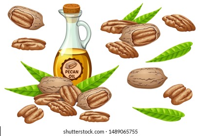 Set pecan oil, seed and leaf. Isolated vector illustration on white background.