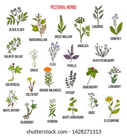 Set of pectoral herbs. Hand drawn vector collection of medicinal plants