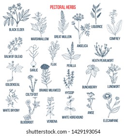 Set of pectoral herbs. Hand drawn vector collection of medicinal plants