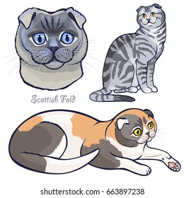 Set of pedigree Scottish Fold cats. Sitting striped cat. Tricolor cat. Closeup portrait of grey cat with blue eyes, front view. Vector illustration isolated on white background.