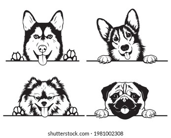Set of peeking dogs of the corner. Collection of different dogs looking out the window. Vector illustration on white background. Spying pets. Tattoo.