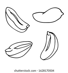 set of peeled peanuts kernels, element of decorative ornament or pattern, vector illustration with black contour lines isolated on white background in doodle and hand drawn style
