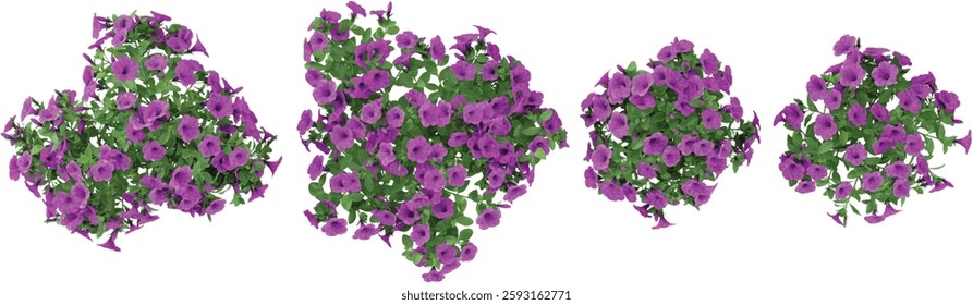 set of Pelargonium flower plants on transparent background from the top view