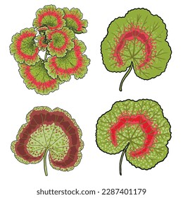 Set of Pelargonium leaf or Geraniums plant leaves. Collection of Geranium flower lush, botanical colour drawing. Yellow, orange and pink colours. Vector.