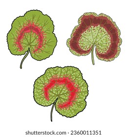 Set of Pelargonium leaf or Geraniums plant leaves. Collection of Geranium flower lush, botanical colour drawing. Yellow, orange and pink colours. Vector.