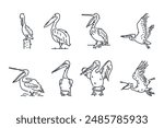 Set of pelican birds line icon doodle vector illustration