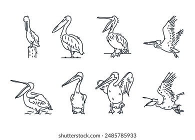 Conjunto de la línea de pájaros pelícanos icono doodle Ilustración vectorial