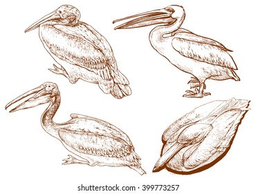 Set of pelican - hand drawn vector illustration, isolated on white