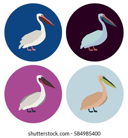 Set of pelicans in circles