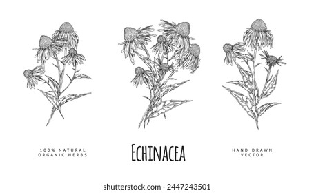 Conjunto de ilustraciones dibujadas a lápiz de flores de Echinacea con pétalos y subgrupos detallados sobre un fondo aislado. Anatomía aplicable en el campo de la belleza y la salud.