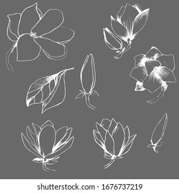 Set with a pencil of magnolia. magnolia leaves, buds. manual graphics. Ink botanical flower, floral spring set for textile decoration and design, patterns. botanical illustration. stock graphics