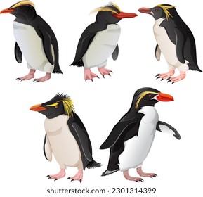 Set of penguins in different species illustration