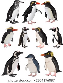 Set of penguins in different species illustration