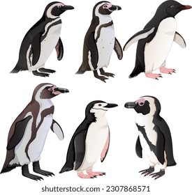 Set of penguins in different species illustration