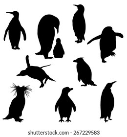 Conjunto de las siluetas de los pingüinos. Imagen vectorial