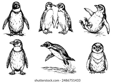 Set of penguins sketch on a white background