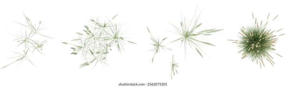 set of Pennisetum grass on transparent background from the top view