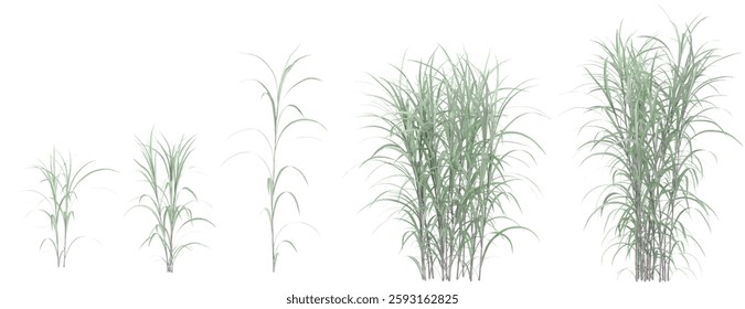 set of Pennisetum plants on transparent background