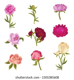 Set of peonies in different shades. Vector illustration on a white background.