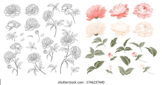 Set of Peonies flowers elements. Collection of peony isolated on white background. Bouquet of Peonies. Flower isolated against white. Beautiful set of flowers. Vector illustration.