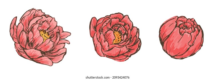 Conjunto de peonías dibujadas a mano. Vector aislado.