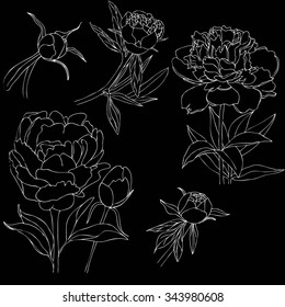 Set of peonies illustration vector