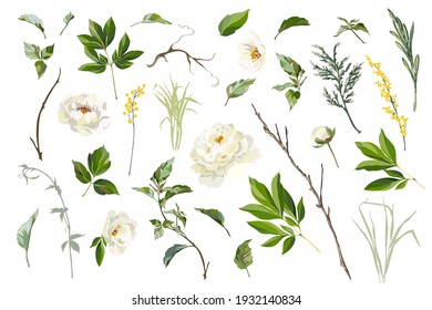 Set of peonies, mimosa and other flowers, grass and leaves. Design elements for creating of the greeting card. Vector illustration.