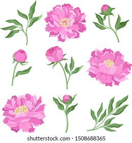 Set of peonies. Vector illustration on a white background.