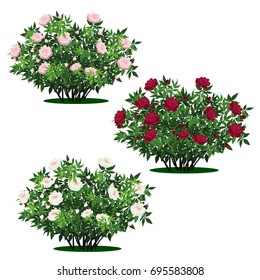 set of peony bushes with green leaves and flowers on white background