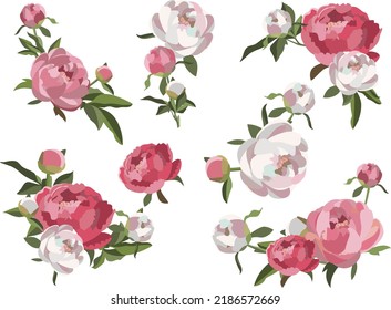 Set of peony floral compositions, white and pink flowers with greenery. Wedding card decoration. Romantic background.