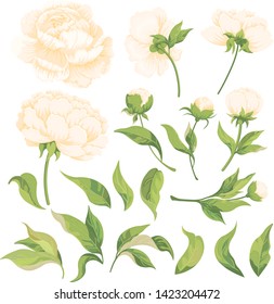 Set of peony flower elements, leaves and buds for design isolated on white background.