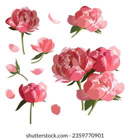 Set of Peony flower isolated on white background. vector illustration.