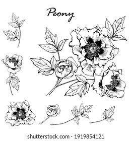 Set Of Peony Flower And Leaves Drawing Illustration. Black Line Art Isolated On White Background. Hand Drawn Botanical Vector Illustrations For Pattern, Banner, Posters, Invitation And Greeting Card