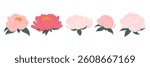 Set peony flowers. Blossoming delicate peony flower. Peony buds. For postcards, banners, invitation.