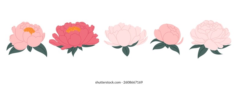 Set peony flowers. Blossoming delicate peony flower. Peony buds. For postcards, banners, invitation.