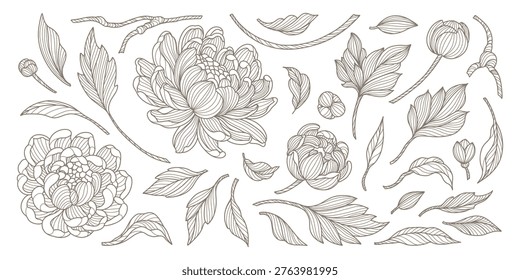 Set of peony flowers, branches and leaves in line art style. Isolated elegant plant elements. Hand drawn vector illustration