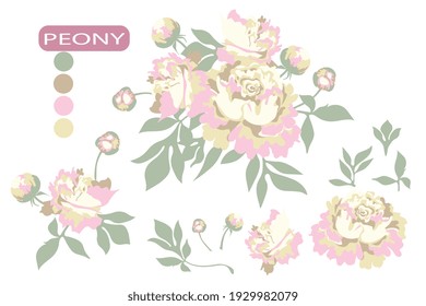 Set of peony flowers with buds and leaves. Plant elements for design. Botanical vector illustration.