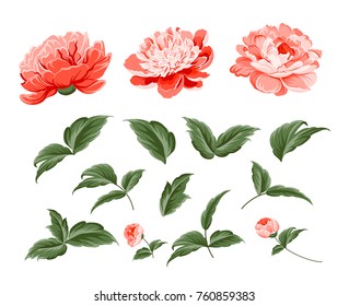 Set of peony flowers elements. Botanical illustration. Collection of peonies on a white background. Vector illustration bundle.