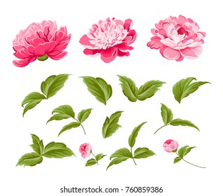 Set of peony flowers elements. Botanical illustration. Collection of peonies on a white background. Vector illustration bundle.
