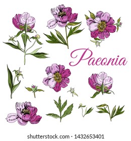 Set of peony flowers. Hand drawn ink sketch of  peony. Colored objects isolated on white background. Vector illustration.