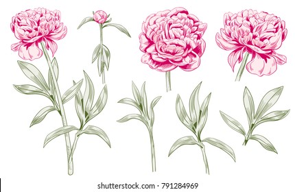 Set of peony: monochrome colored contour: red flowers, bud, green stems, leaves on white background. Botanical illustration for design. Digital draw in engraving vintage style, etching, vector