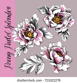 Set of a Peony "Pastel Splendor" flowers and leaves. Vector illustration.