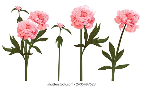 Set of peony: pink, white, red flowers, buds, green stems, leaves on white background. Realistic botanical illustration for Valentines Day greeting card in watercolor style, panoramic view, vector