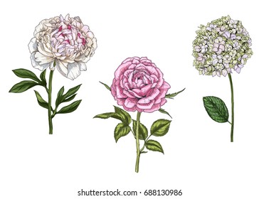 Set with peony, rose and phlox flowers, leaves and stems isolated on white background. Botanical vector illustration