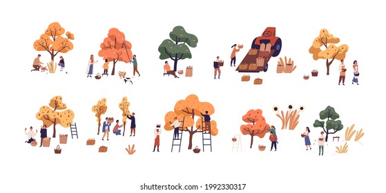 Set of people picking fresh harvest from fruit trees in autumn. Farmers with baskets gathering local crops from orchard plants. Colored flat graphic vector illustration isolated on white background