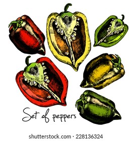 Set of  peppers. Illustrations. Vector. 