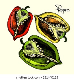 Set of  peppers. Illustrations. Vector. Hand drawing.