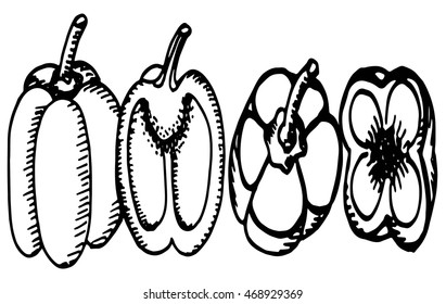 Set peppers paprika hand drawing. Vegetables line. vector drawing