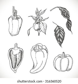 Set of peppers in sketch style. Vector illustration for your design